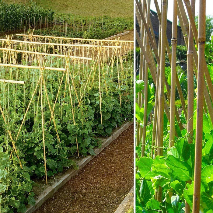 Bamboo Canes – 5FT (150CM) Natural Plant Support & Garden Screening Stakes - Samanta Factory