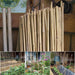 Bamboo Canes – 6FT Extra Tall Garden Plant Supports - Samanta Factory